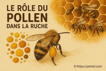 Le rôle du pollen dans la ruche et la vie des abeilles