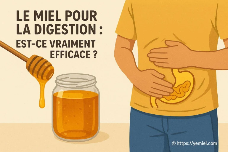 Le miel pour la digestion : est-ce vraiment efficace ?
