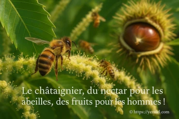 Le châtaignier, un nectar précieux pour les abeilles et les hommes