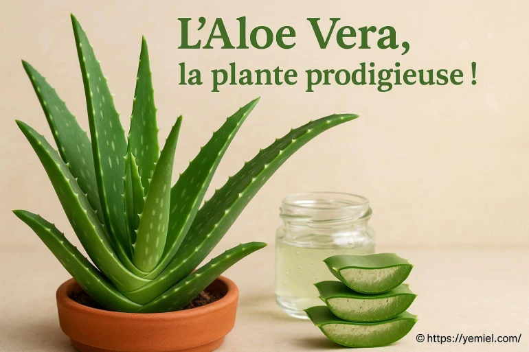 Les bienfaits de l'aloe vera, plante prodigieuse pour la santé