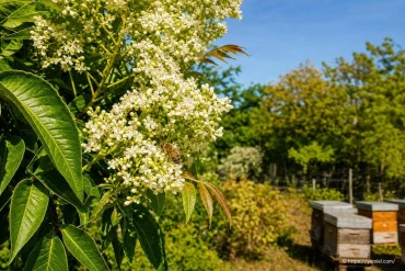 Arbre à miel : plantation, floraison et intérêt pour les abeilles