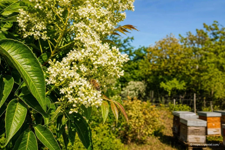 Arbre à miel : plantation, floraison et intérêt pour les abeilles