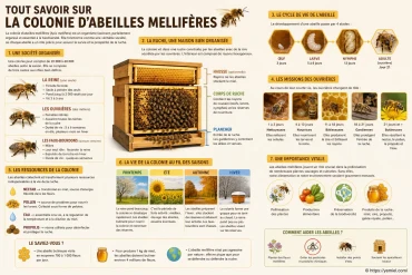 Tout savoir sur la colonie d'abeilles mellifères