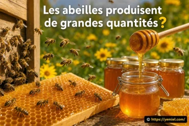 Les abeilles produisent-elles de grandes quantités de miel ?
