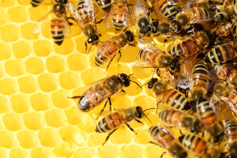 Comment les abeilles font-elles du miel ?