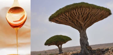 Miel de Socotra du Yémen : origine, goût et rareté