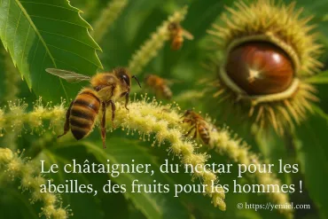 Le châtaignier, un nectar précieux pour les abeilles et les hommes