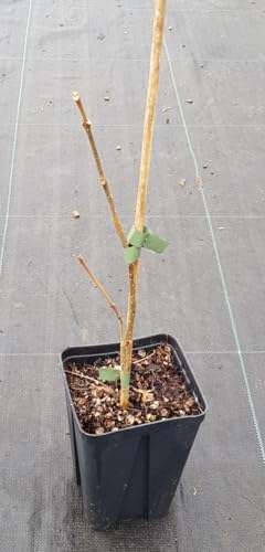 Tetradium daniellii/Arbre à Miel/Godet Anti-Chignon/Arbre do