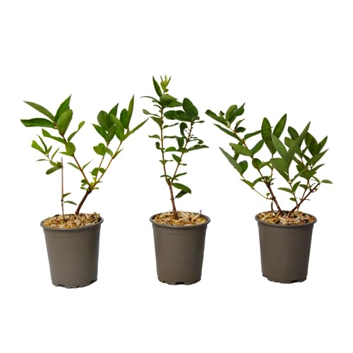 Plant in a Box - Lonicera kamtchatica - Set de 3 - Baie de m
