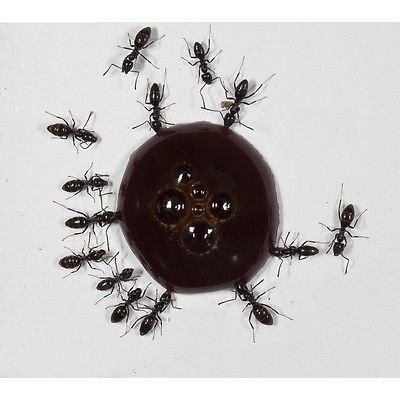 AntHouse 10ml Nectar pour Fourmis- Sirop de protéines - Prot