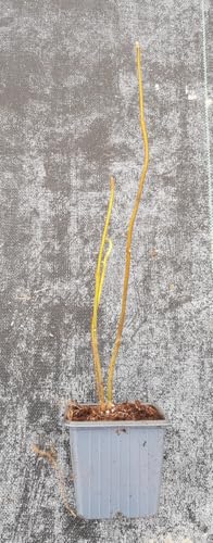 Tetradium daniellii/Arbre à Miel/Godet/Arbre dornement très