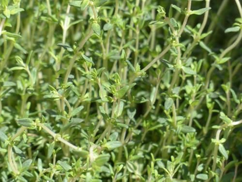 Thym citron - Thymus citriodorus - résistante au froid