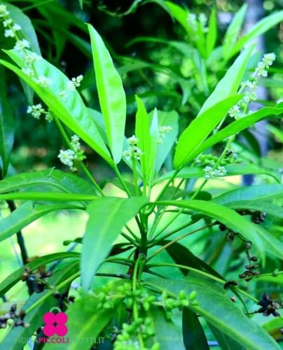 Plante dEVODIA TETRADIUM DANIELLII Arbre à Miel Plante Melli