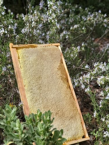 1kg miel de romarin du Luberon - Miel de France direct apicu