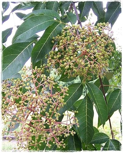 Plante dEVODIA TETRADIUM DANIELLII Arbre à Miel Plante Melli