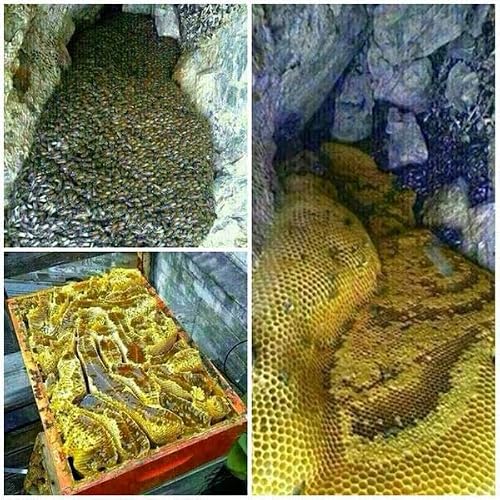 Miel de jujubier royal du Yémen 300 g, un miel Rare et uniqu