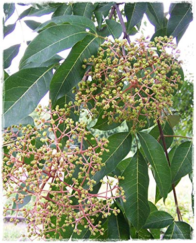 Plante dEvodia Tetradium Danielli Arbre du Miel Plante Melli
