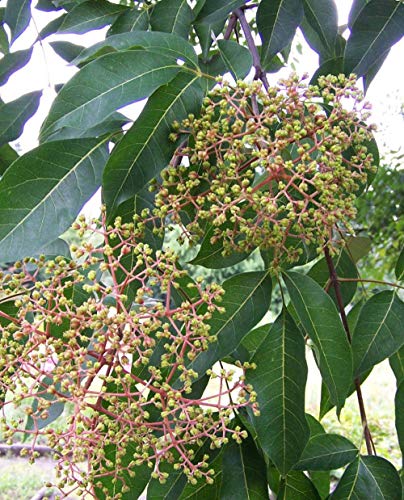 Plante dEVODIA TETRADIUM DANIELLII Arbre à Miel Plante Melli