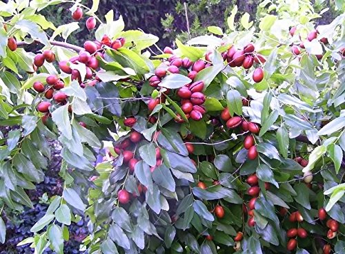 20 Rouge chinois Date Arbre comestible Fruits Jujube Jujubie